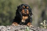 CAVALIER KING CHARLES 306